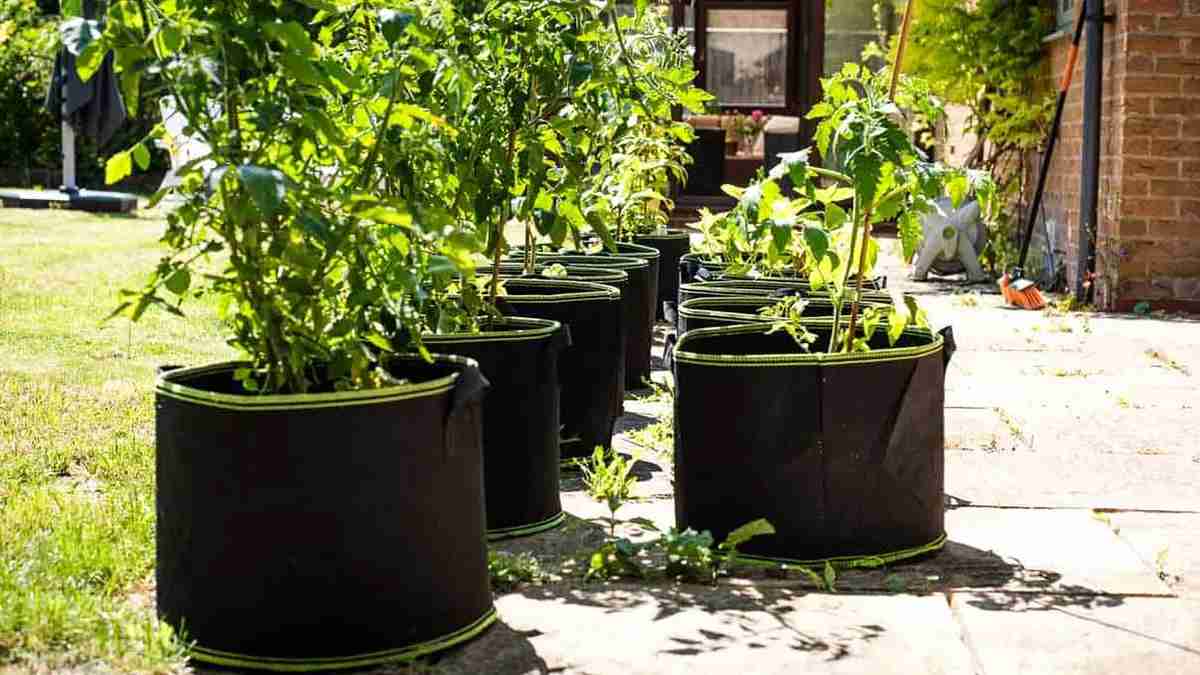 what is a grow bag