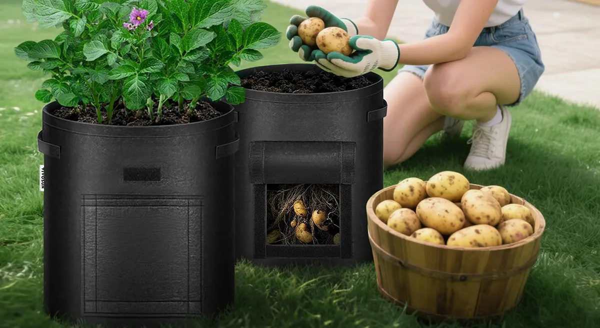 what size grow bag for potatoes