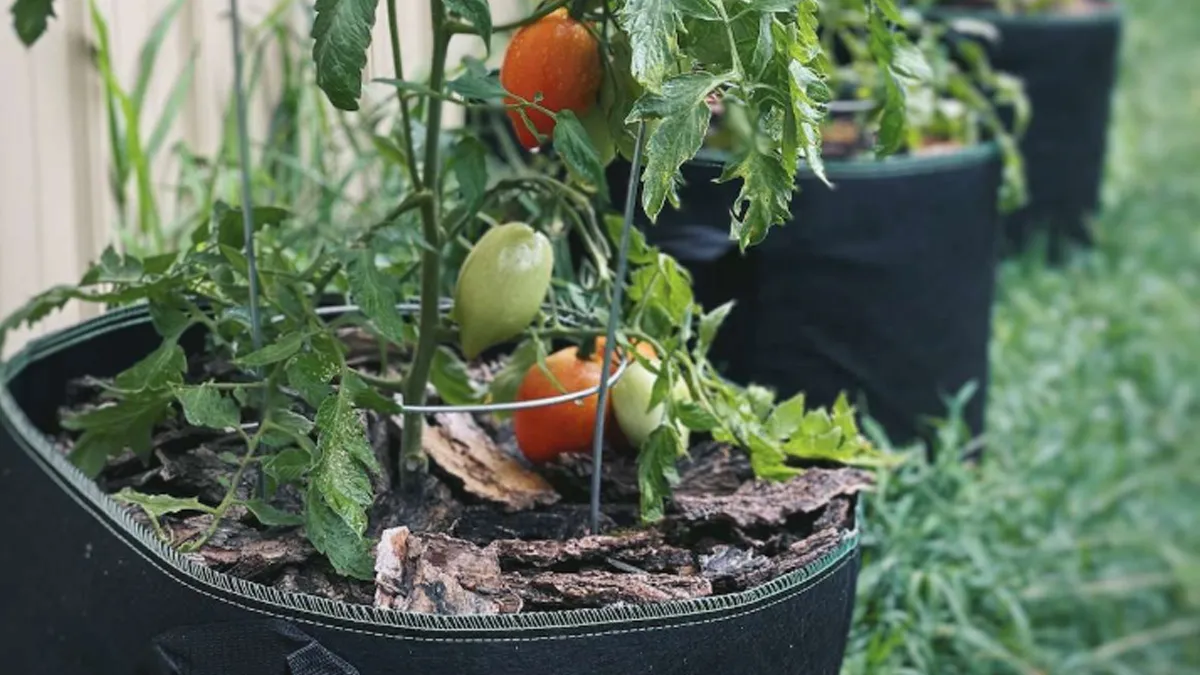 what size grow bag for tomatoes